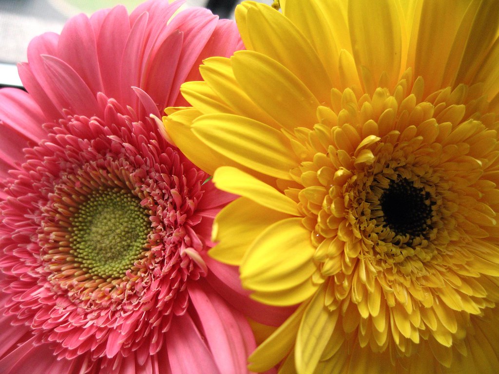 Pink and Yellow Gerbera Daisies Pink and yellow gerbera da… Flickr