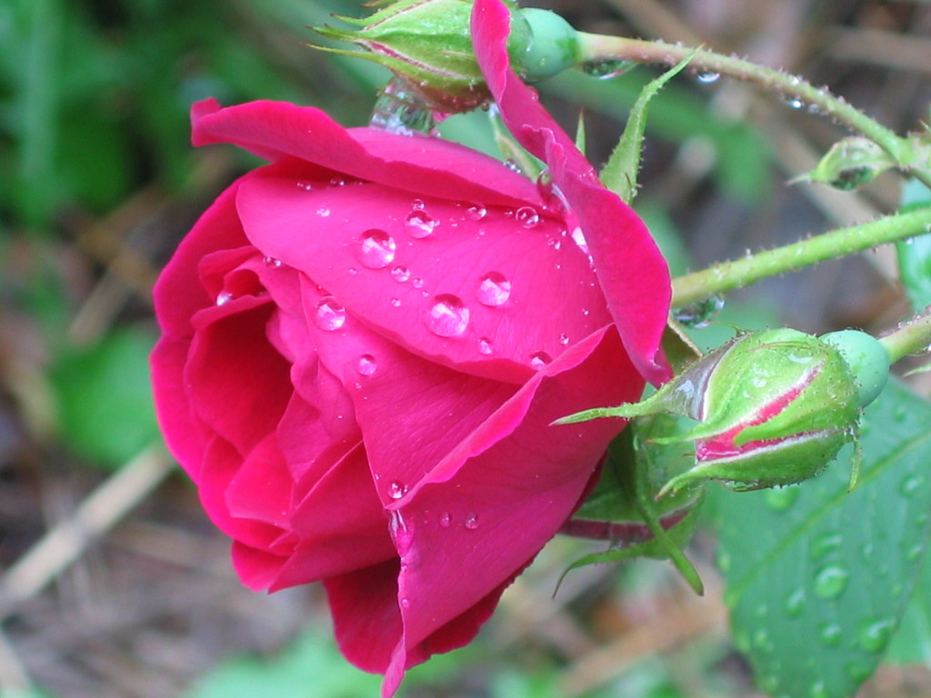 Rose rain Roses in the Rain Roses come in all colours of t… Flickr