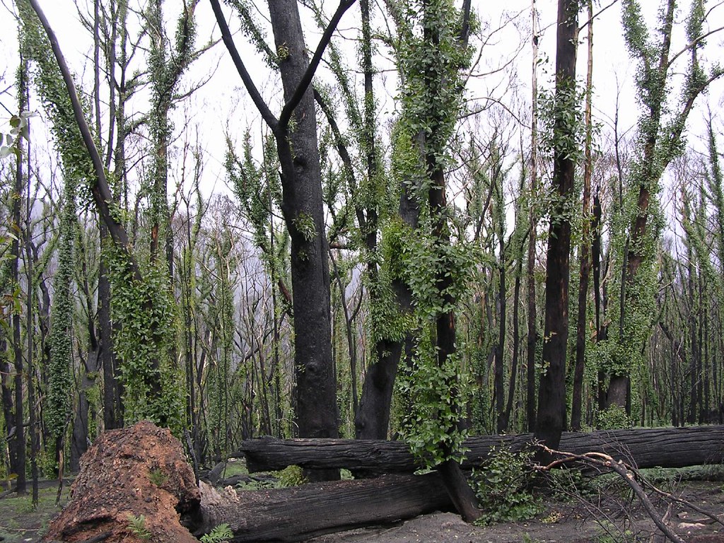 After the Fire Native gum trees recover from the Jan. 20, … Flickr