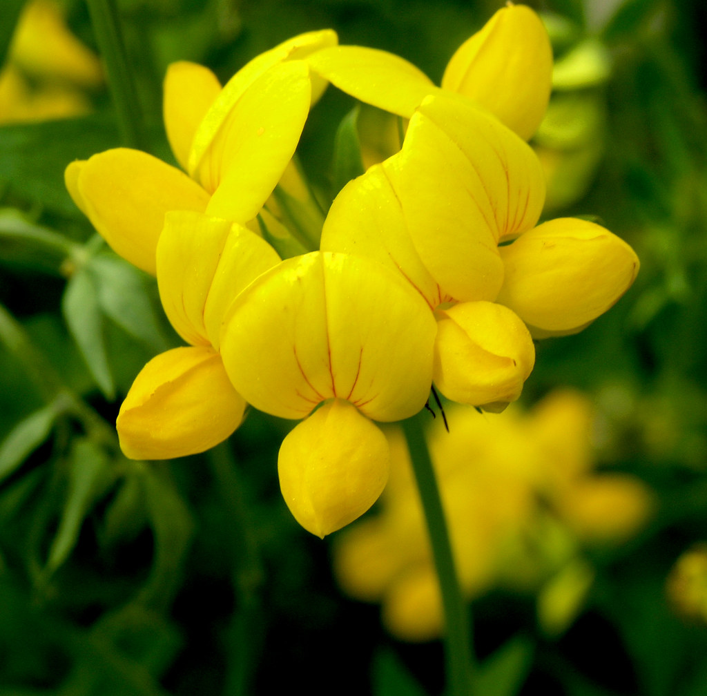Miniature Wild Flowers (Birdsfoot Trefoil) These tiny wild… Flickr