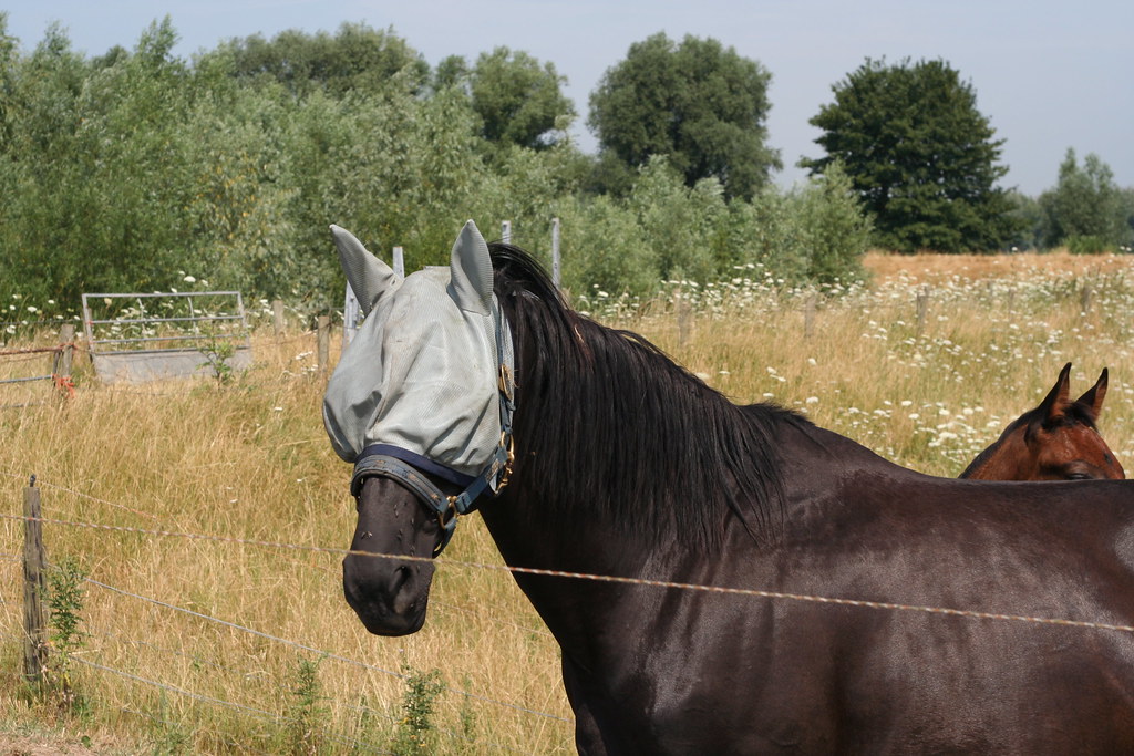 hooded horse ksvrbrg Flickr