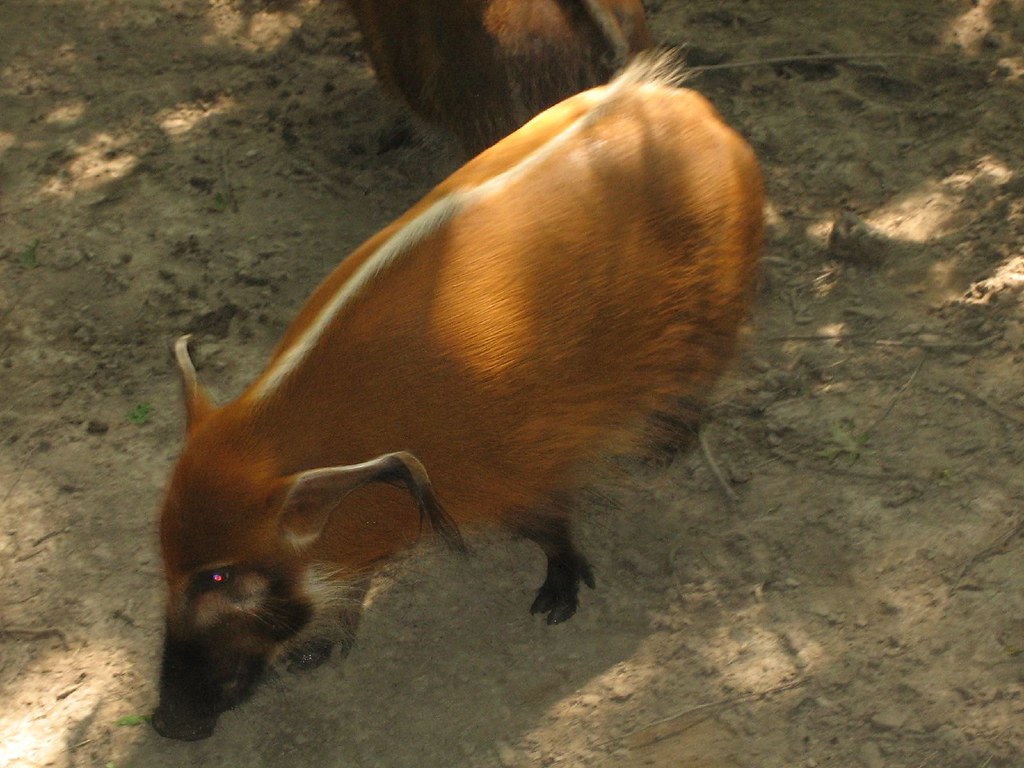 41 Kansas City Zoo Wild Pig Brian Whitmarsh Flickr