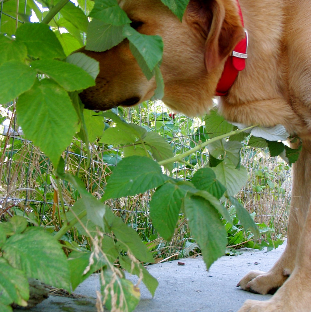 Driven to Eat Raspberries by Hunger And yes, he was eating… Flickr