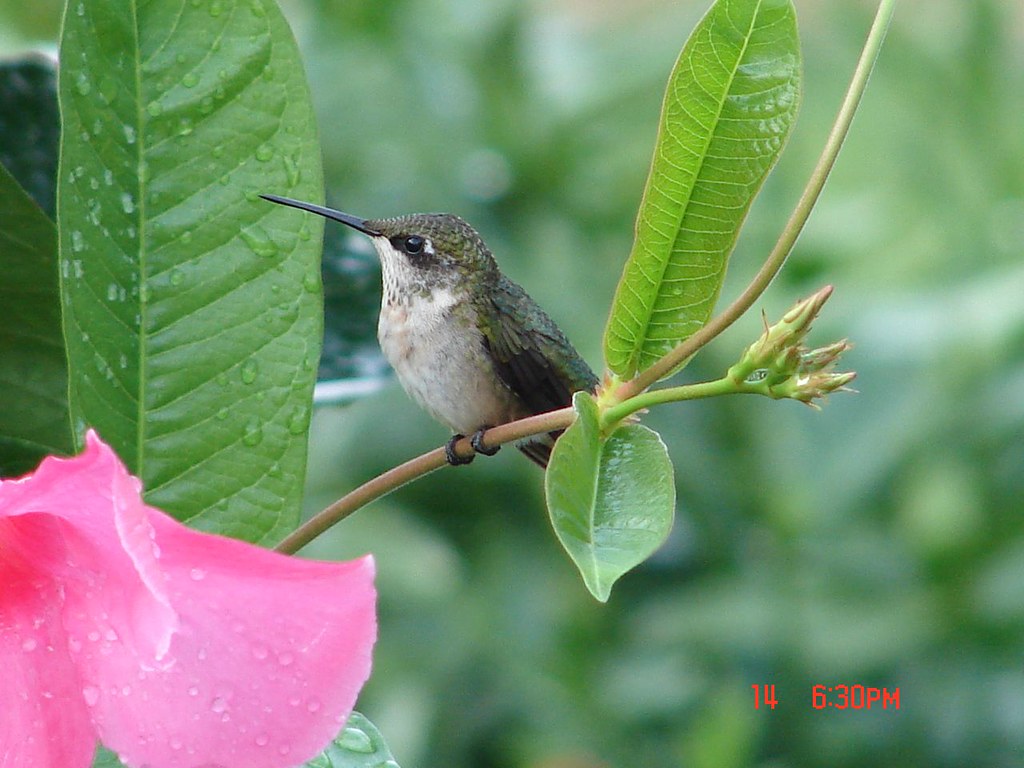Hummingbird on pink Mandevilla vine This one is allowing m… Flickr