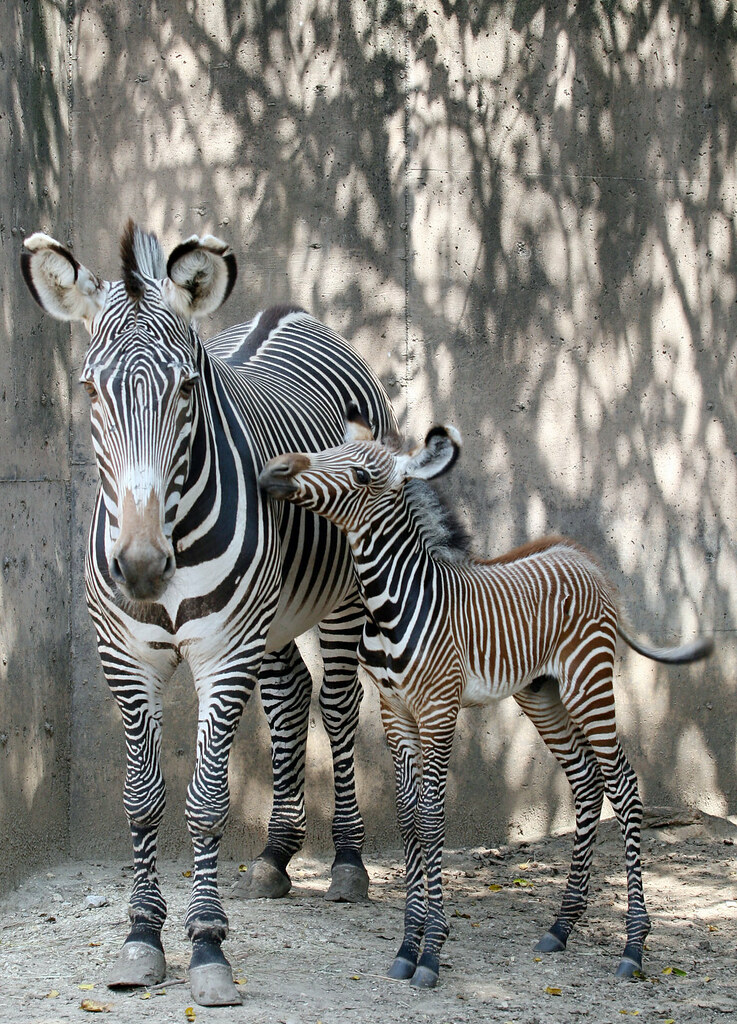 Zebra bebé The Sedgwick County Zoo's baby zebra is photogr… Flickr