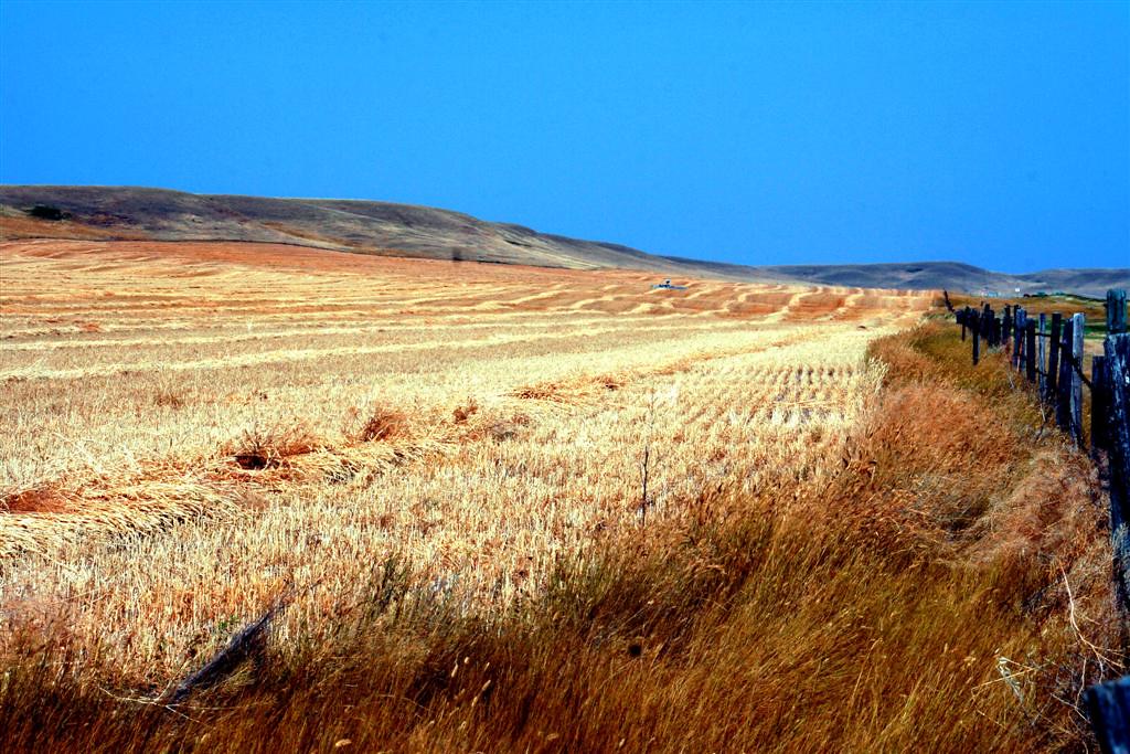 Golden Prairie best viewed large Shane Yuhas Flickr