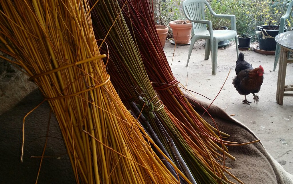 More willow whips cut and more to come One of the big adva… Flickr