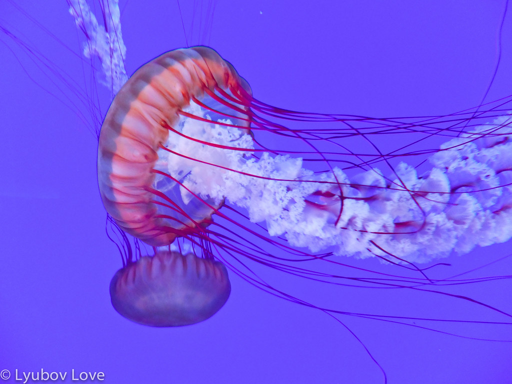 Electric jellyfish Use of this image on websites, blogs, m… Flickr