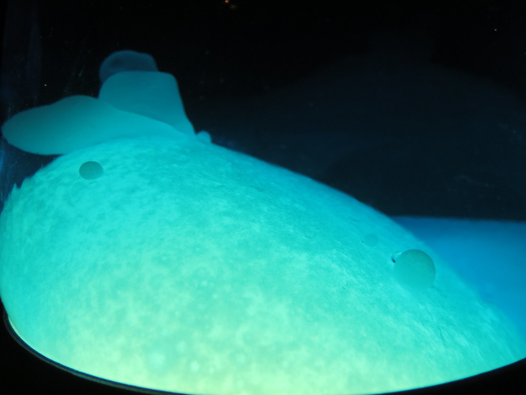 Heating Lava In A Lava Lamp. Lava heating up at the bottom… Flickr