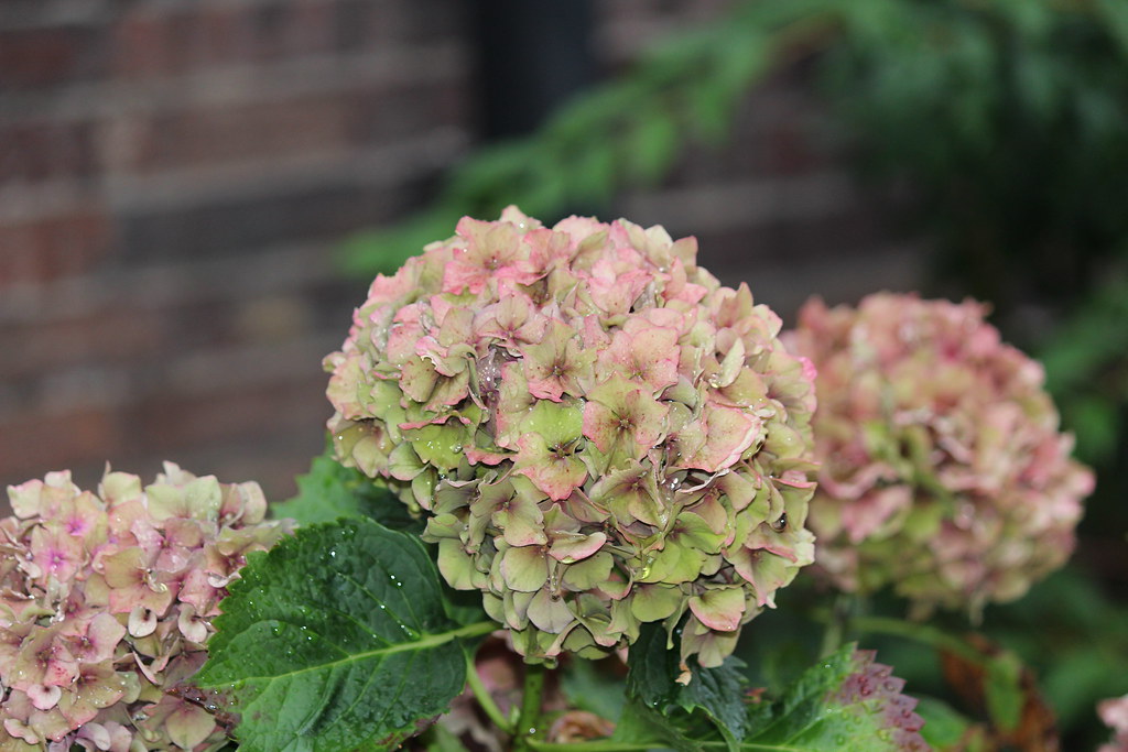 IMG_2388 Flower, Hannover sohrawardy_hossain Flickr