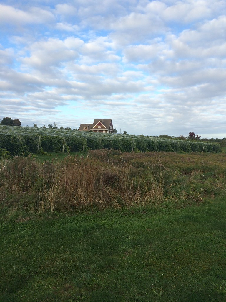 Black Dog Vineyards Christine Rondeau Flickr