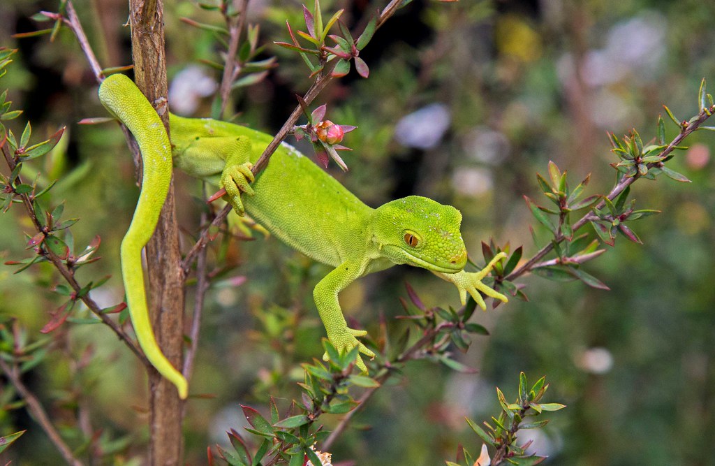 Green Gecko Naultinus elegans. The Common Green gecko of t… Flickr