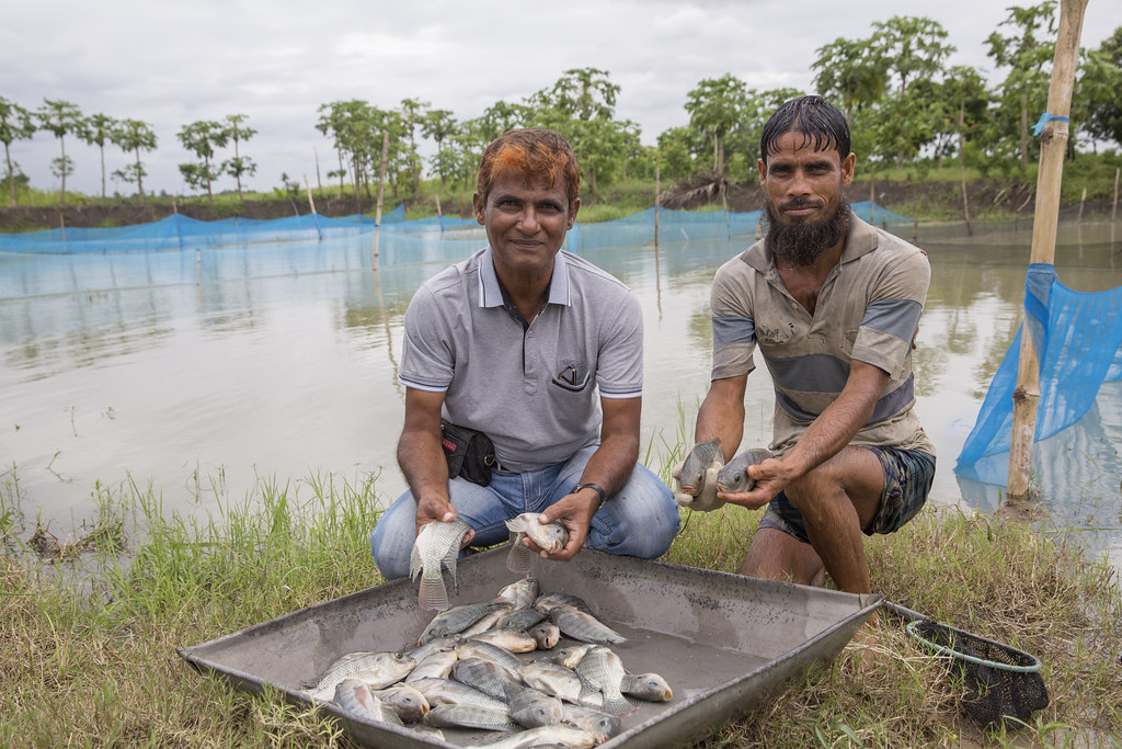 Freshly harvested tilapia in Jessore, Bangladesh. Photo by… Flickr