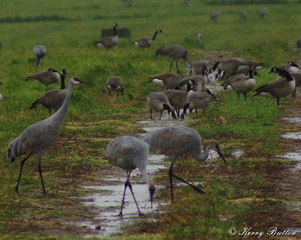 Sandhill Cranes & Canadian Geese Kerry Button Flickr