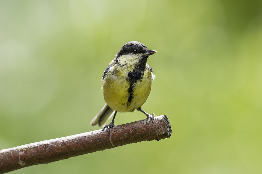 Great Tit Linford Nature Reserve Aug 2015 Lakes4life Flickr