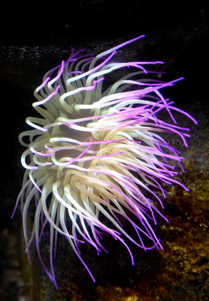 Pink anémone jeremy roger Flickr