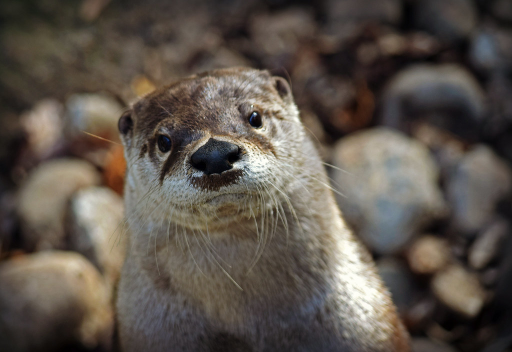Arya Bats Her Eyes Did you bring me some fish? MTSOfan Flickr