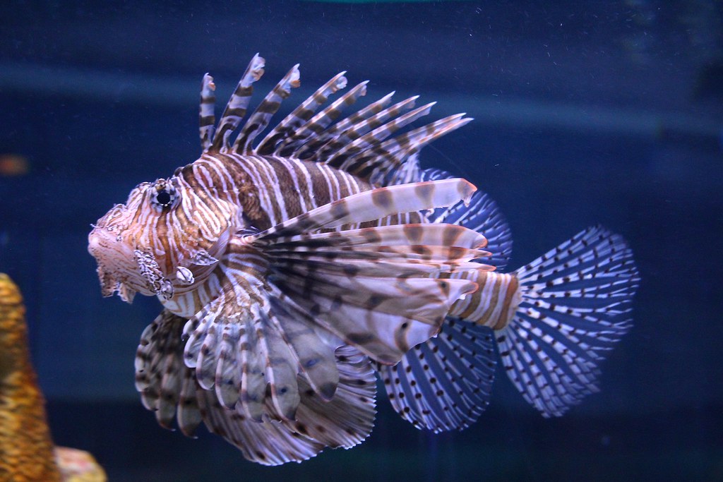 Lion Fish Lion fish at Epcot's living with the seas aquari… Chad