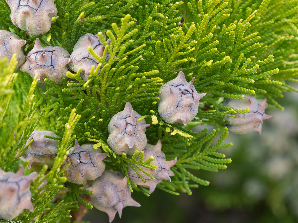 PA120876 Cypress cones.jpg Jorun Tharaldsen Flickr
