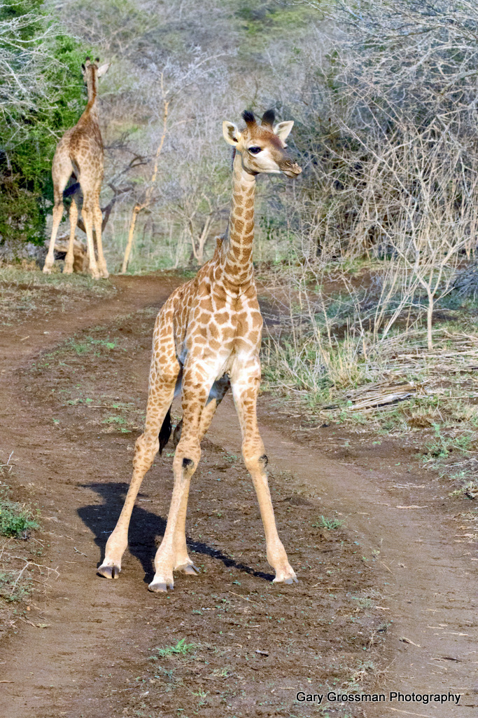 Baby In The Wild A young giraffe in South Africa is still … Flickr