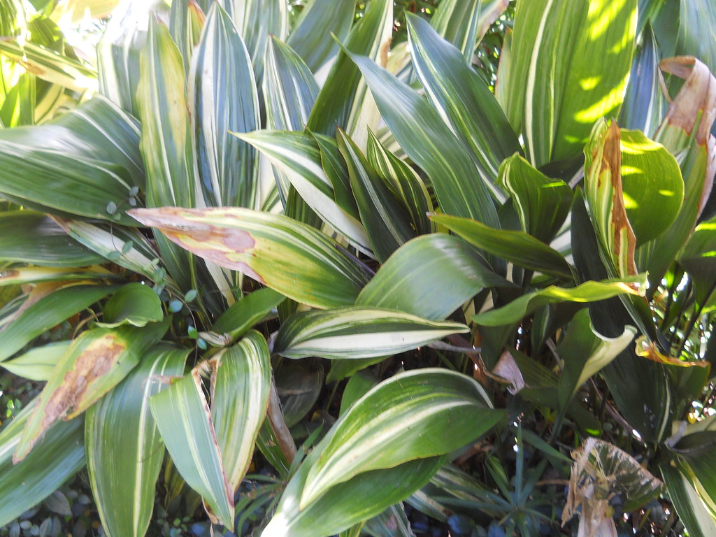 Variegated Cast Iron Plant 'Variegata' (Aspidistra elatior… Flickr