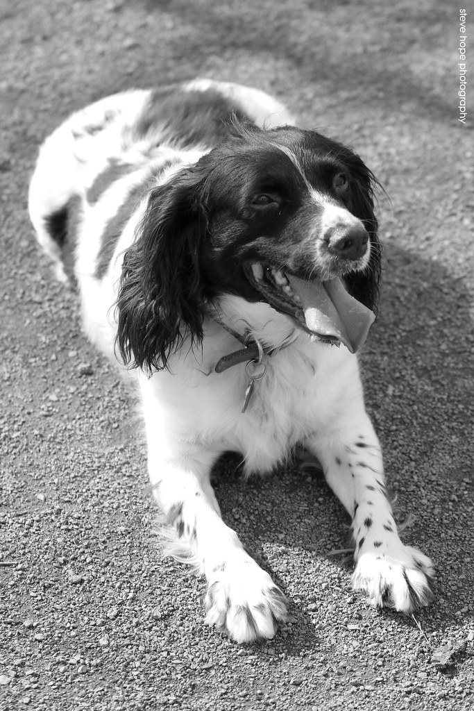 Billy at Far Ings Barton upon Humber SteveH1972 Flickr