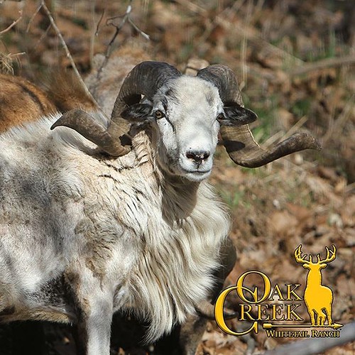 Texas Dall ram on Oak Creek 2. rams besttrophyhunts www.… Flickr