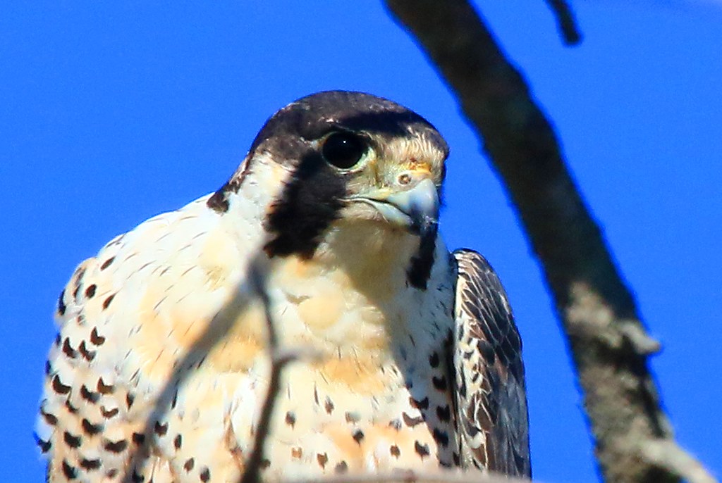 peregrine falcon at Cardinal Marsh IA 854A1061 Other birds… Larry Reis Flickr