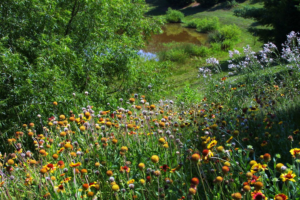 A summer place A host of wildflowers cover a hillside lead… Flickr