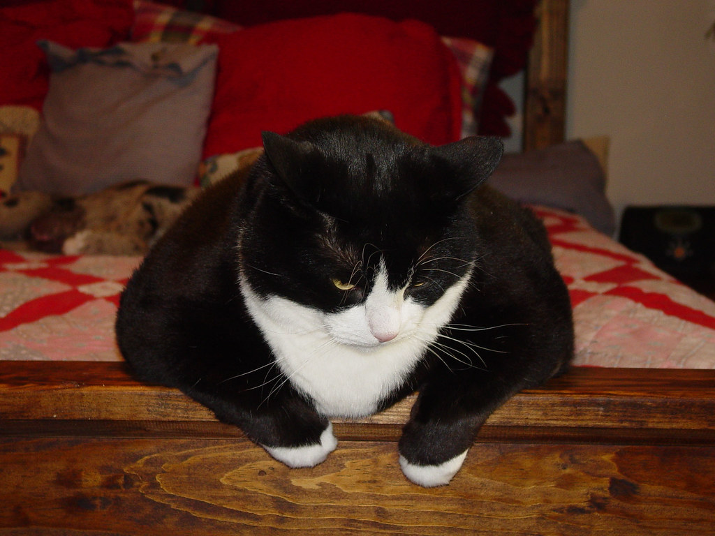 fat cat John Galt Flickr