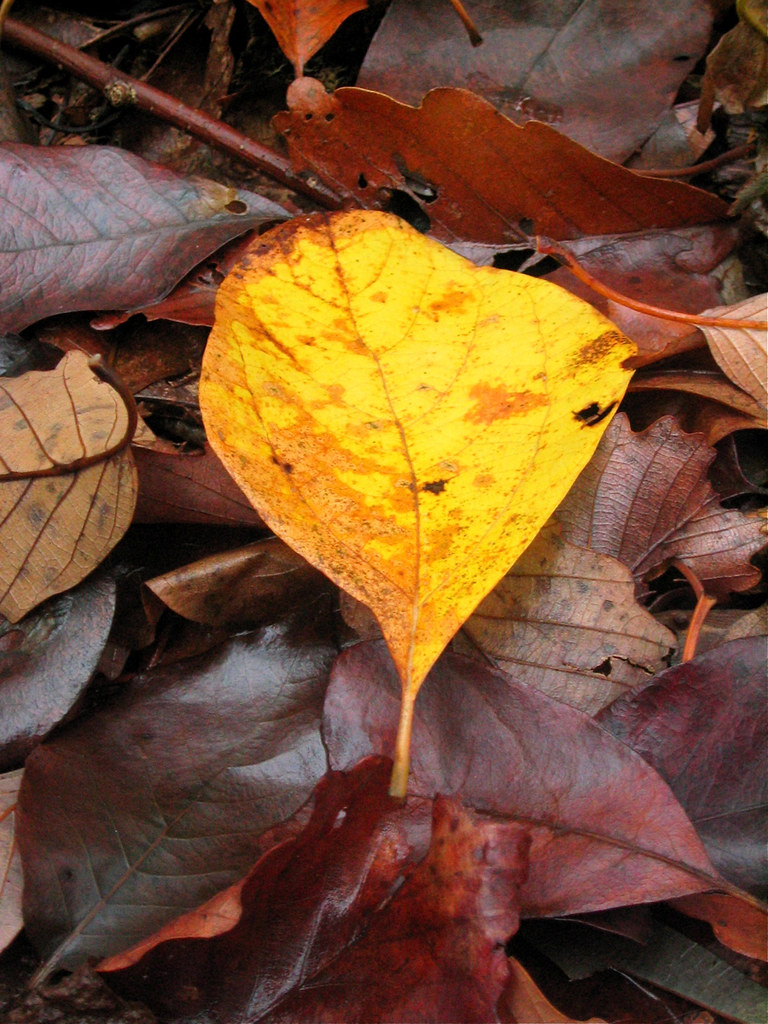 Gold Leaf A fallen leaf on the trail at Catoctin Mountain … Flickr