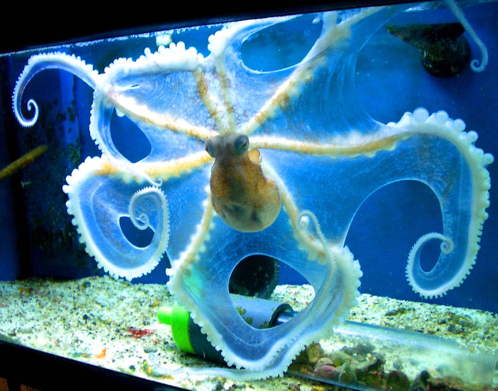 octopus!!!! at pj's pet store. i wanted to rescue him from… Flickr