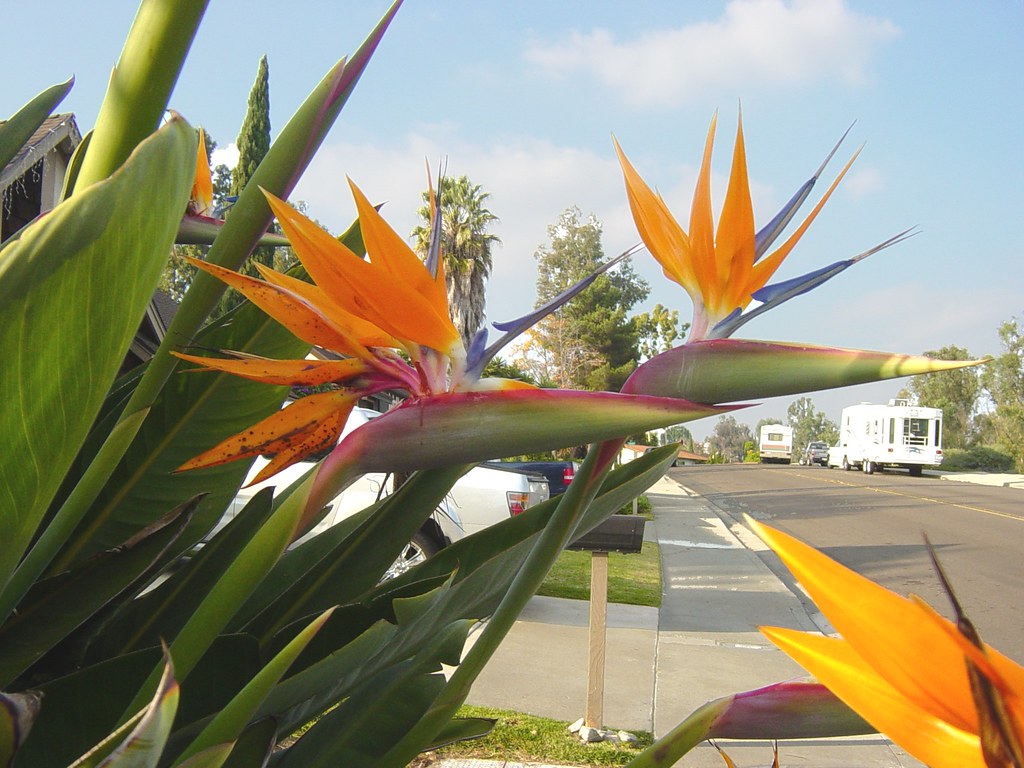 Bird of Paradise flowers Bird of Paradise (or is it Birdo… Flickr