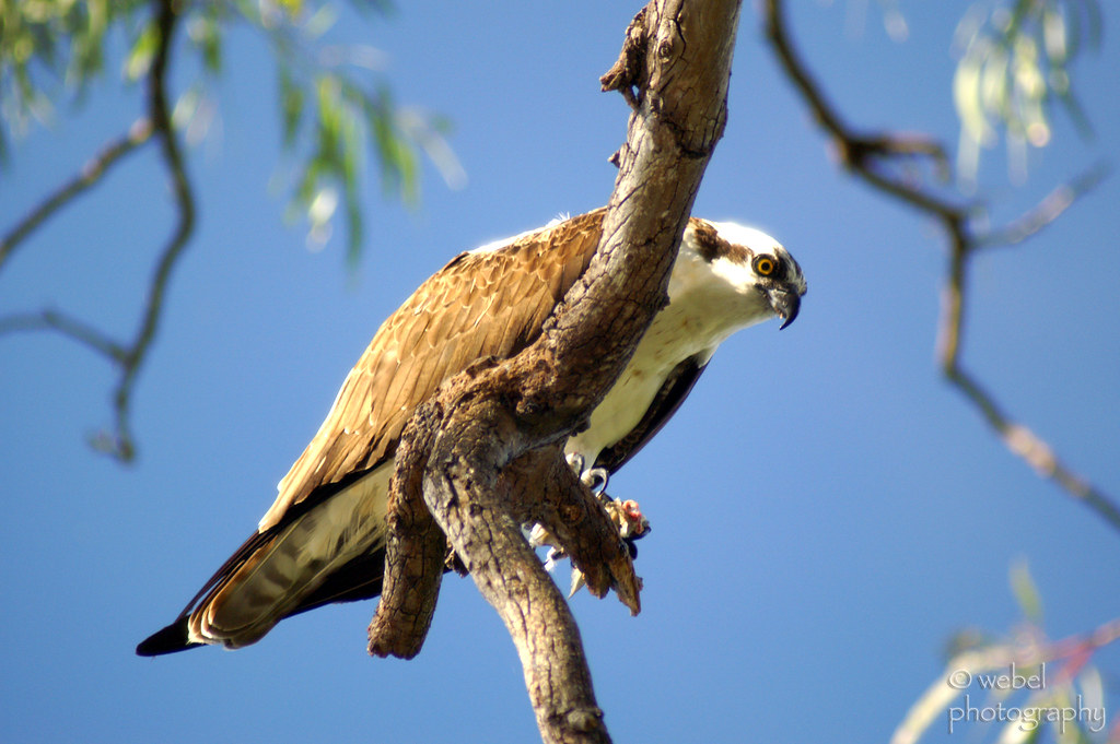 Young Florida Osprey An osprey perched on a limb of a euca… Flickr