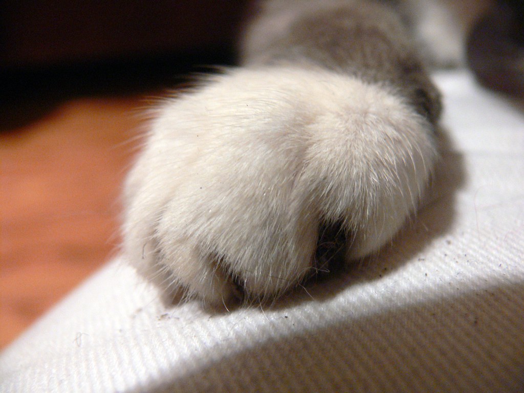 Dirty right paw Dirty paw Jessica Merz Flickr