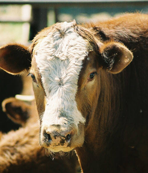 Livestock Livestock at the Bosque Farms Rodeo Grounds Ap… Flickr