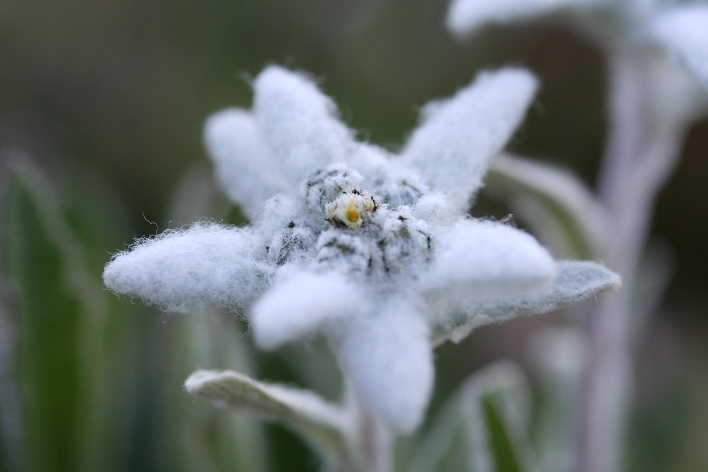 Switzerland National Flower