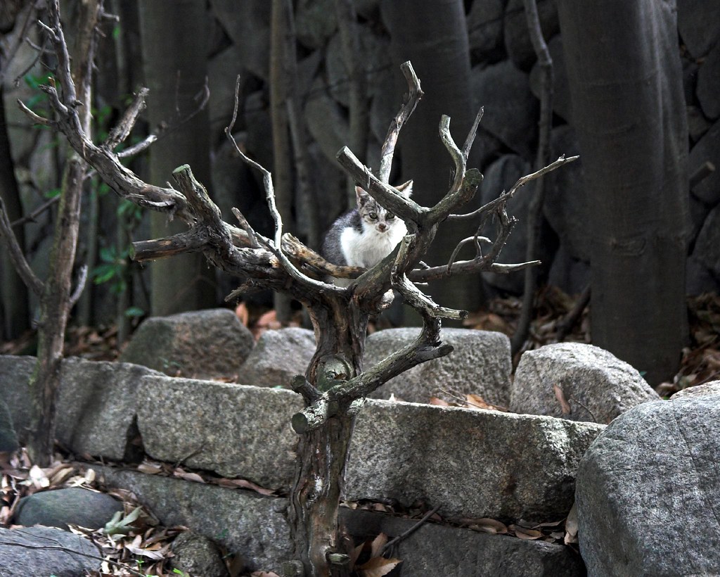 IMG_7599 Cats grow on trees in Japan. Satellite View Str… Flickr