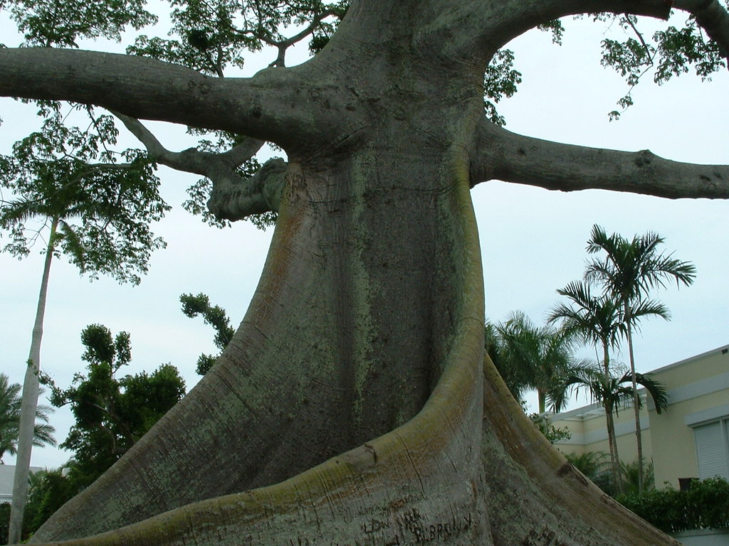 Kapok Tree Located near the Flagler Museum in Palm Beach, … Flickr