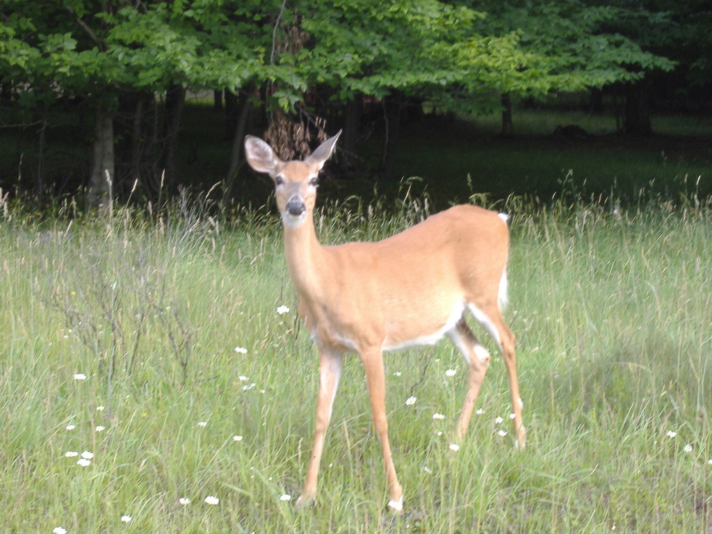 a doe, a deer, a female deer friggin fragger Flickr
