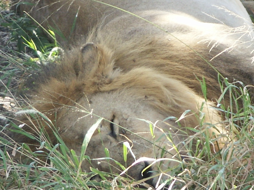 Sleeping simba We stayed watching him for a while... jennymu Flickr