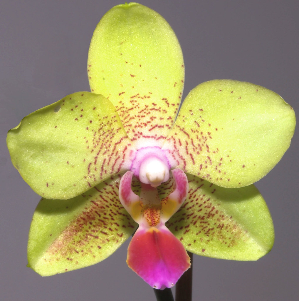 mini orchid from sainsburys flower picture chris brookes Flickr