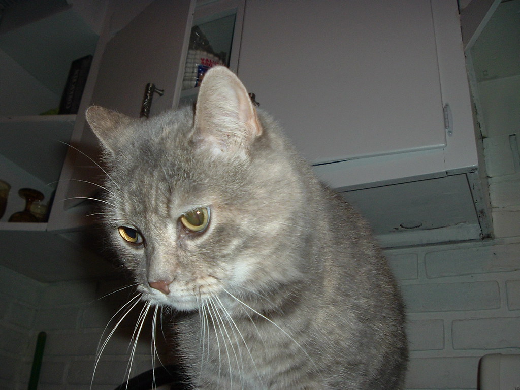 The most Evil cat in the world jla Flickr