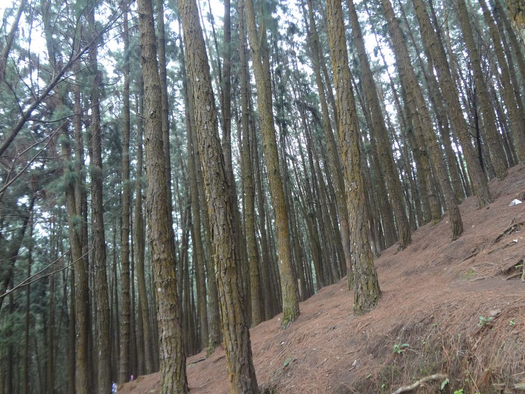 Pine Valley in Vagamon Pine Valley or Pine Forest, a valle… Flickr