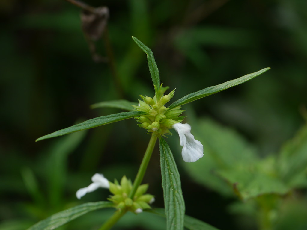 Karjaligida (Kannada ಕರ್ಜಾಲಿಗಿಡ) Lamiaceae (mint family) … Flickr
