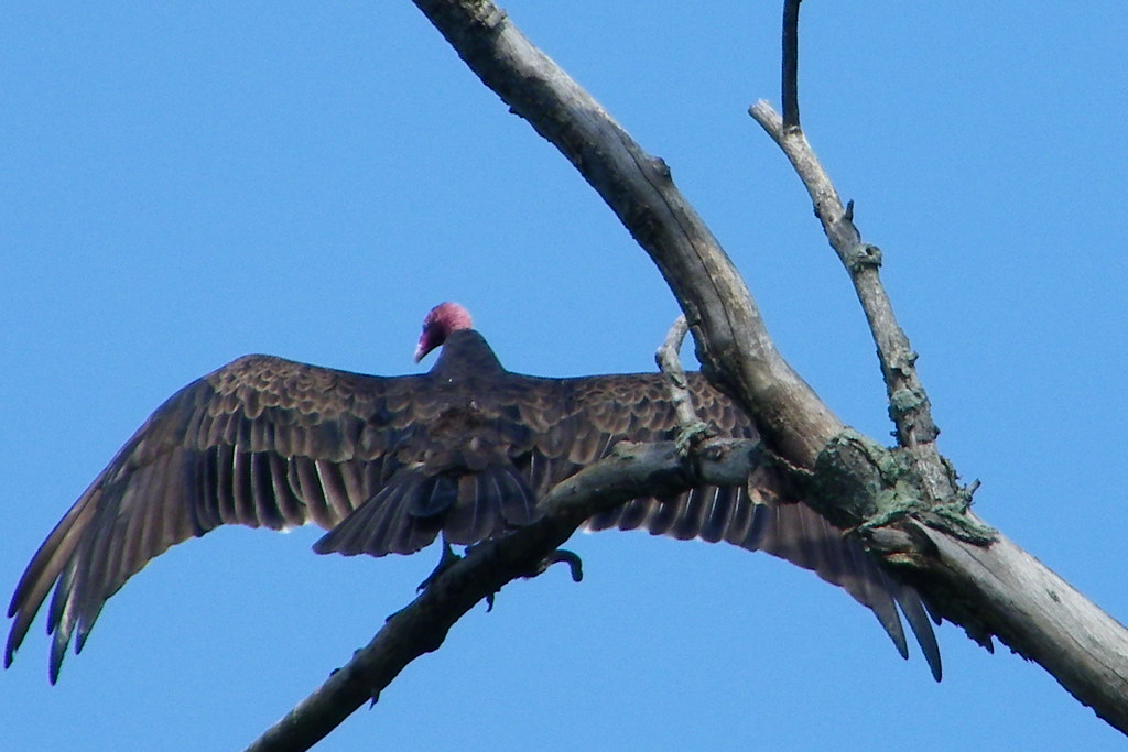 Turkey Vulture (Saline, Michigan) Corey Seeman Flickr