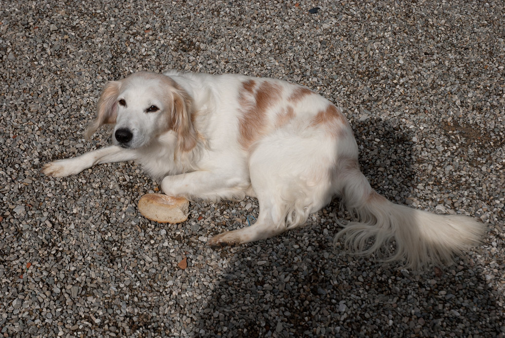 Passiveaggressive dog Pretends to be submissive, but bite… Flickr