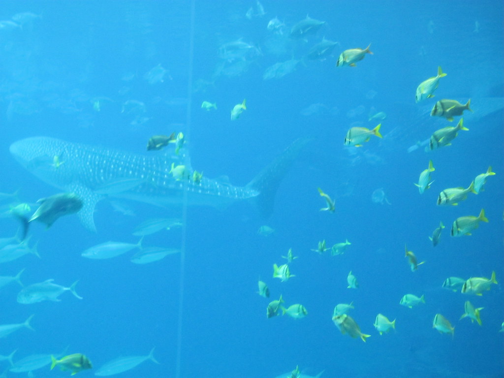 035 Ocean Voyager exhibit Aquarium Atlanta, Ge… Flickr