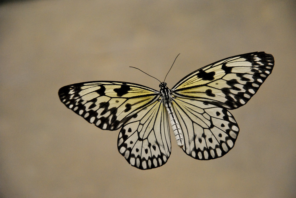 Look at me! I'm flying!!! Chester Zoo Butterfly House Flickr