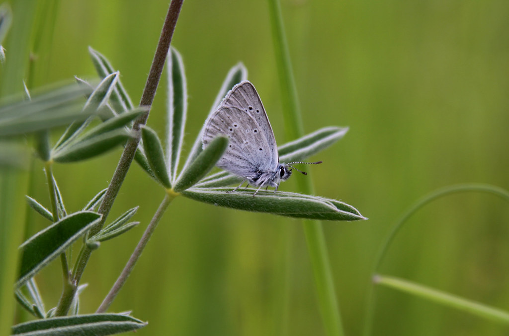 Fender's Blue Butterfly (Plebejus icarioides fenderi), adult male a